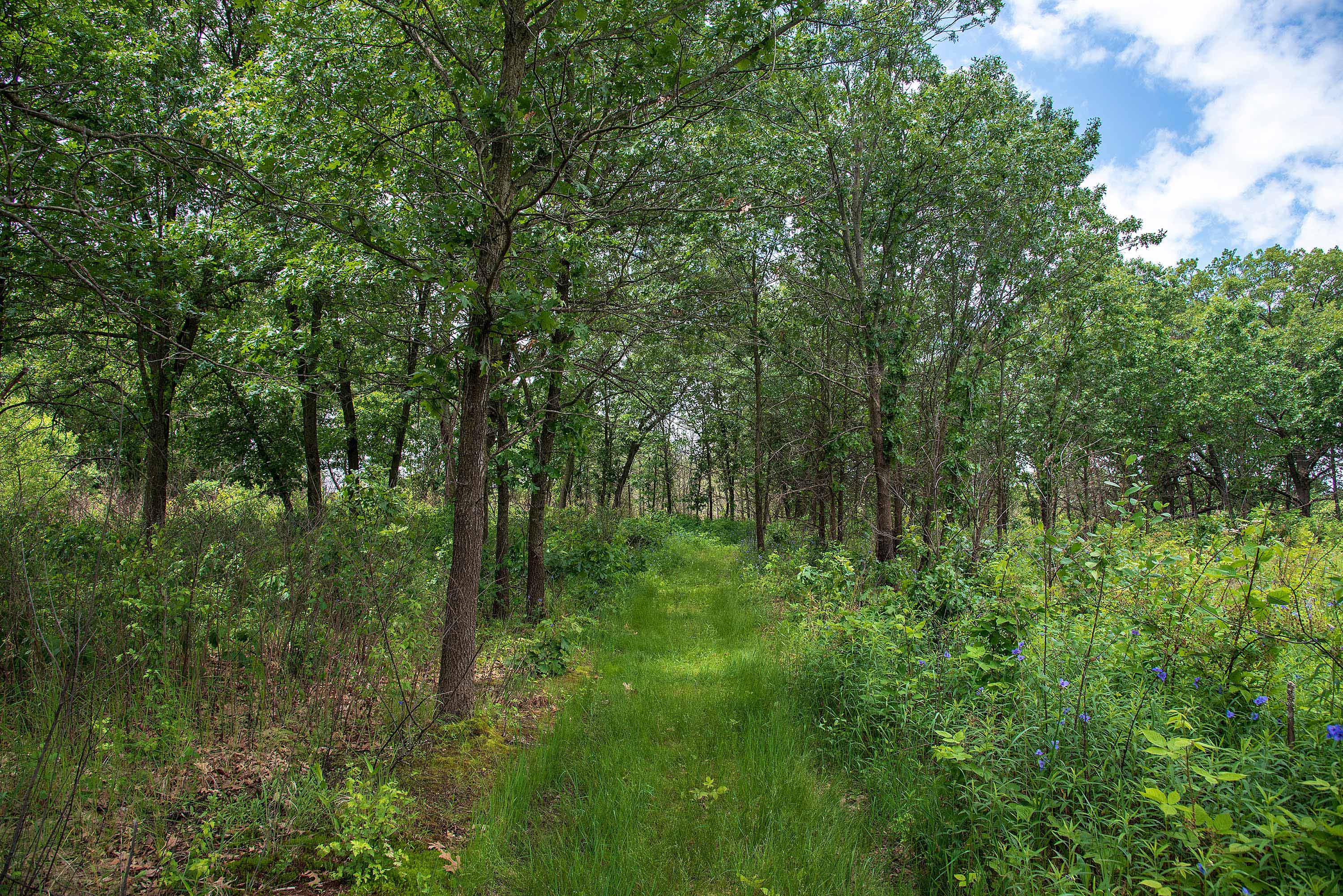 The natural surface trail at Braidwood Dunes.