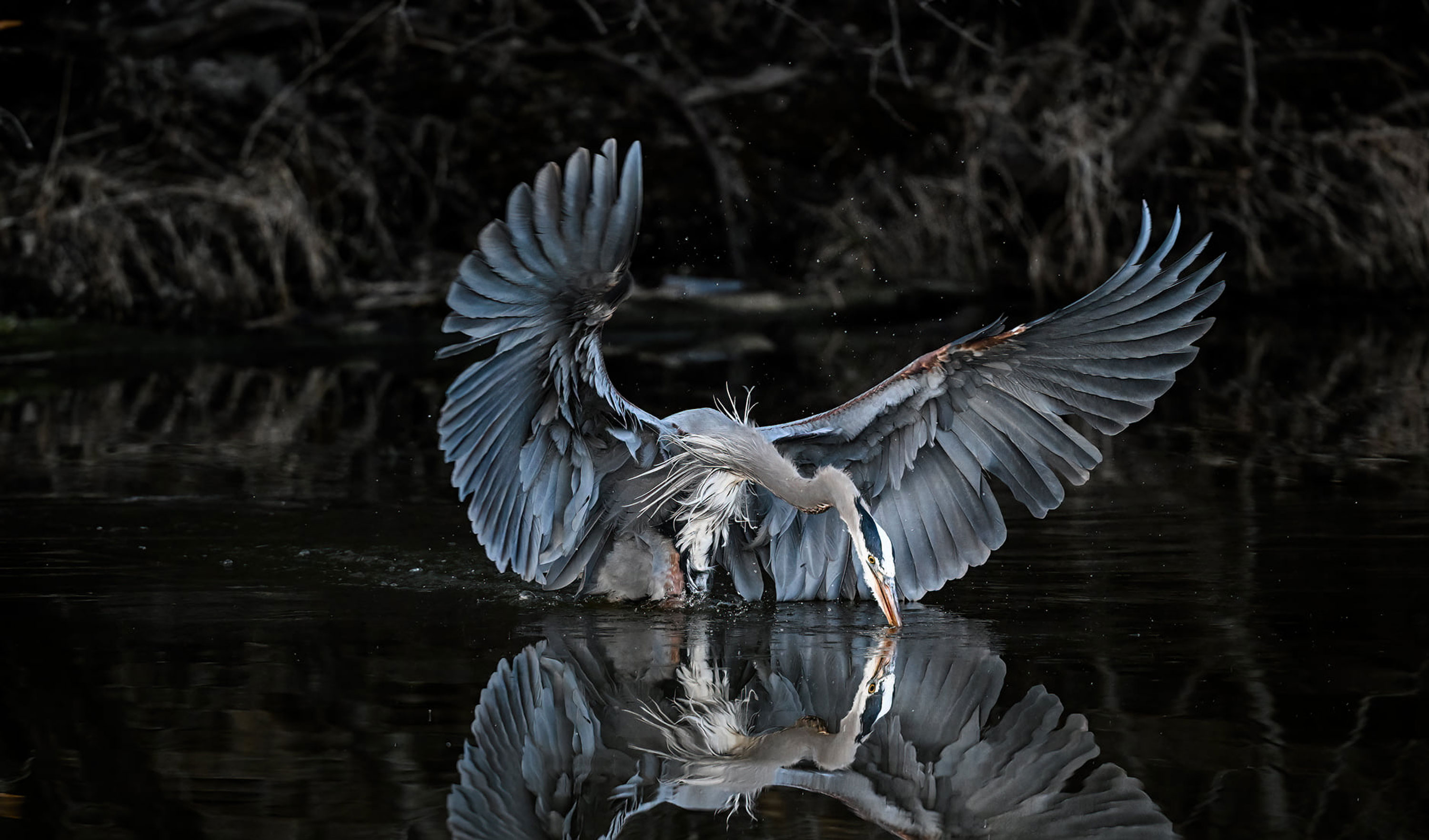  A great blue heron diving into water to catch a fish
