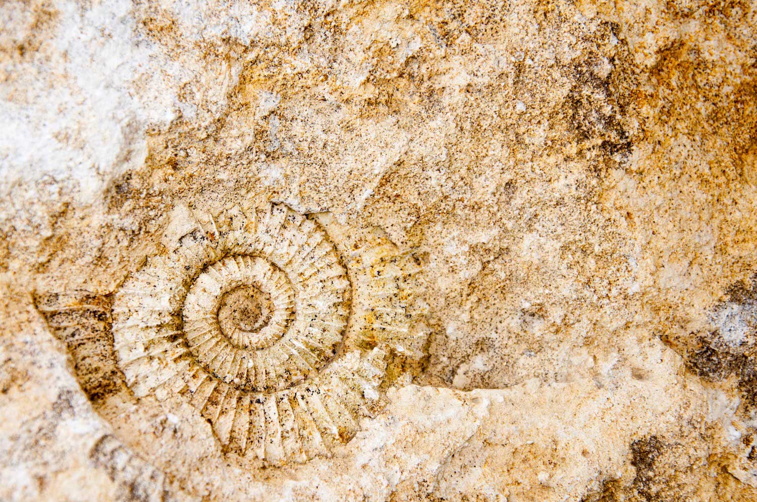 A fossil of a shell on a rock.