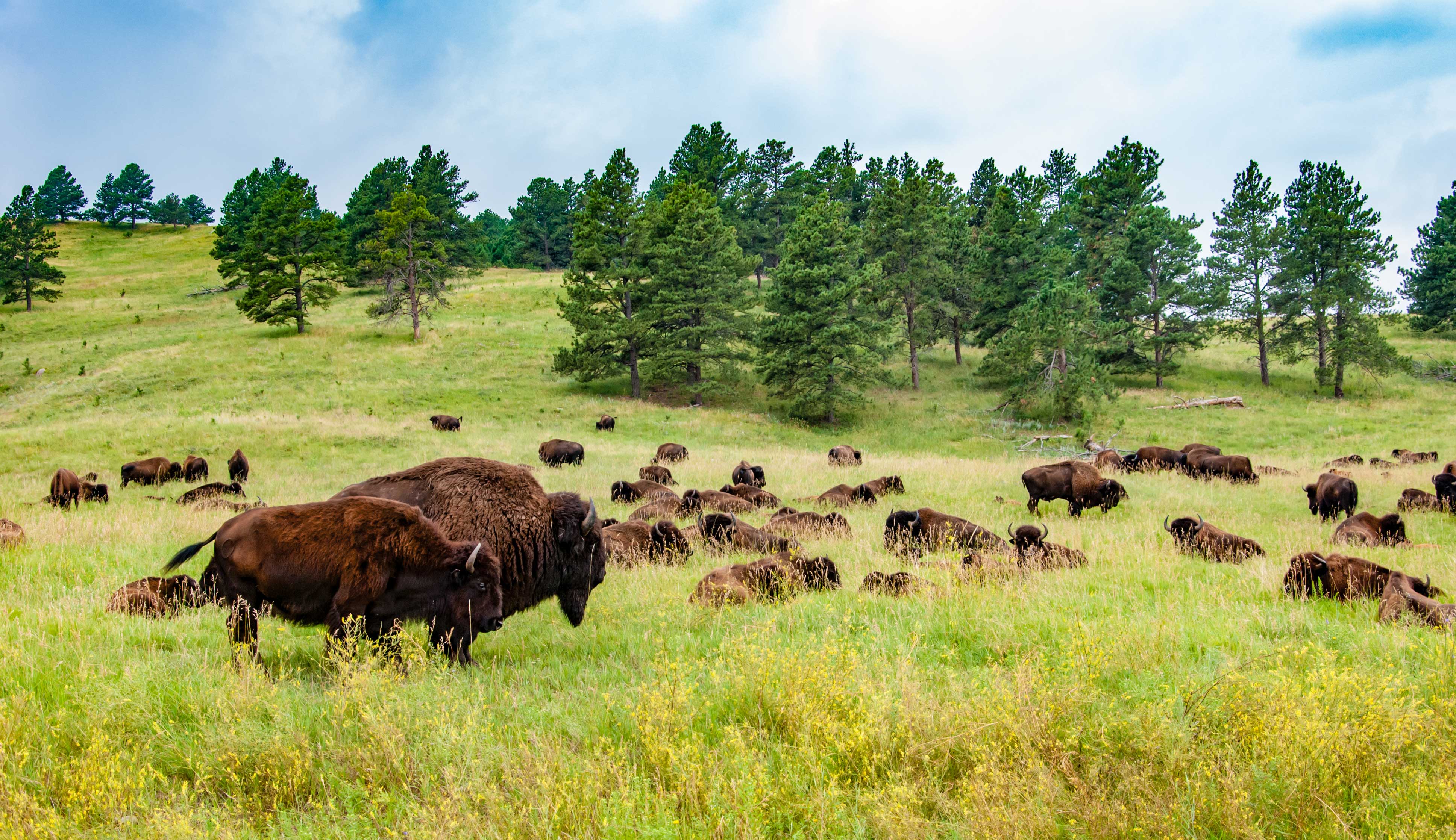 A bunch of bison laying in a field.