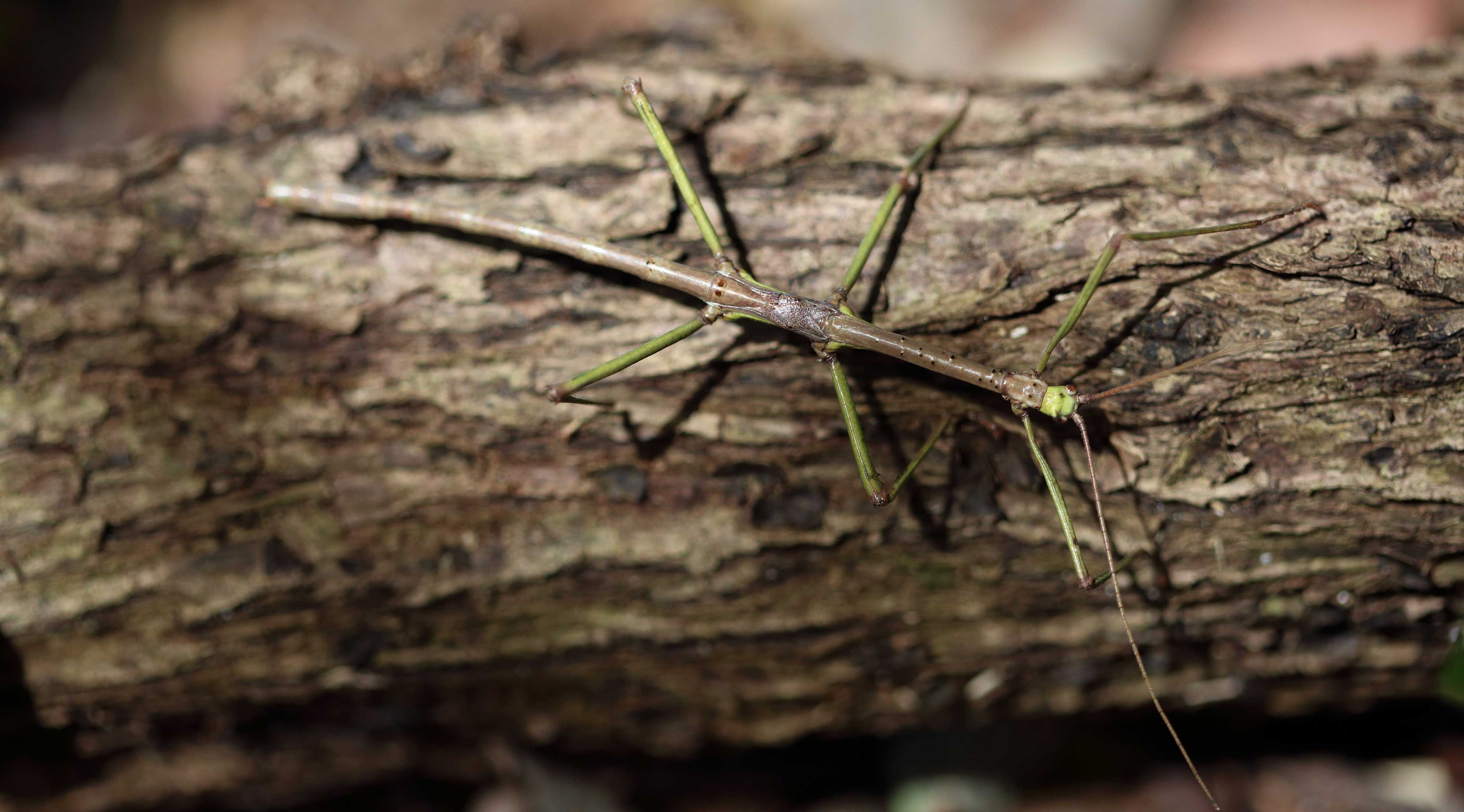 A walking stick blending in with tree bark.