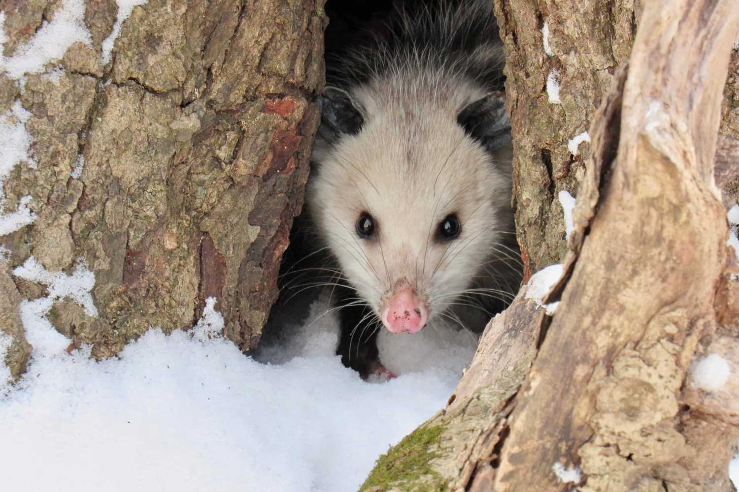 Creature Feature: Opossums Are Nature's Pest Control | Forest Preserve ...