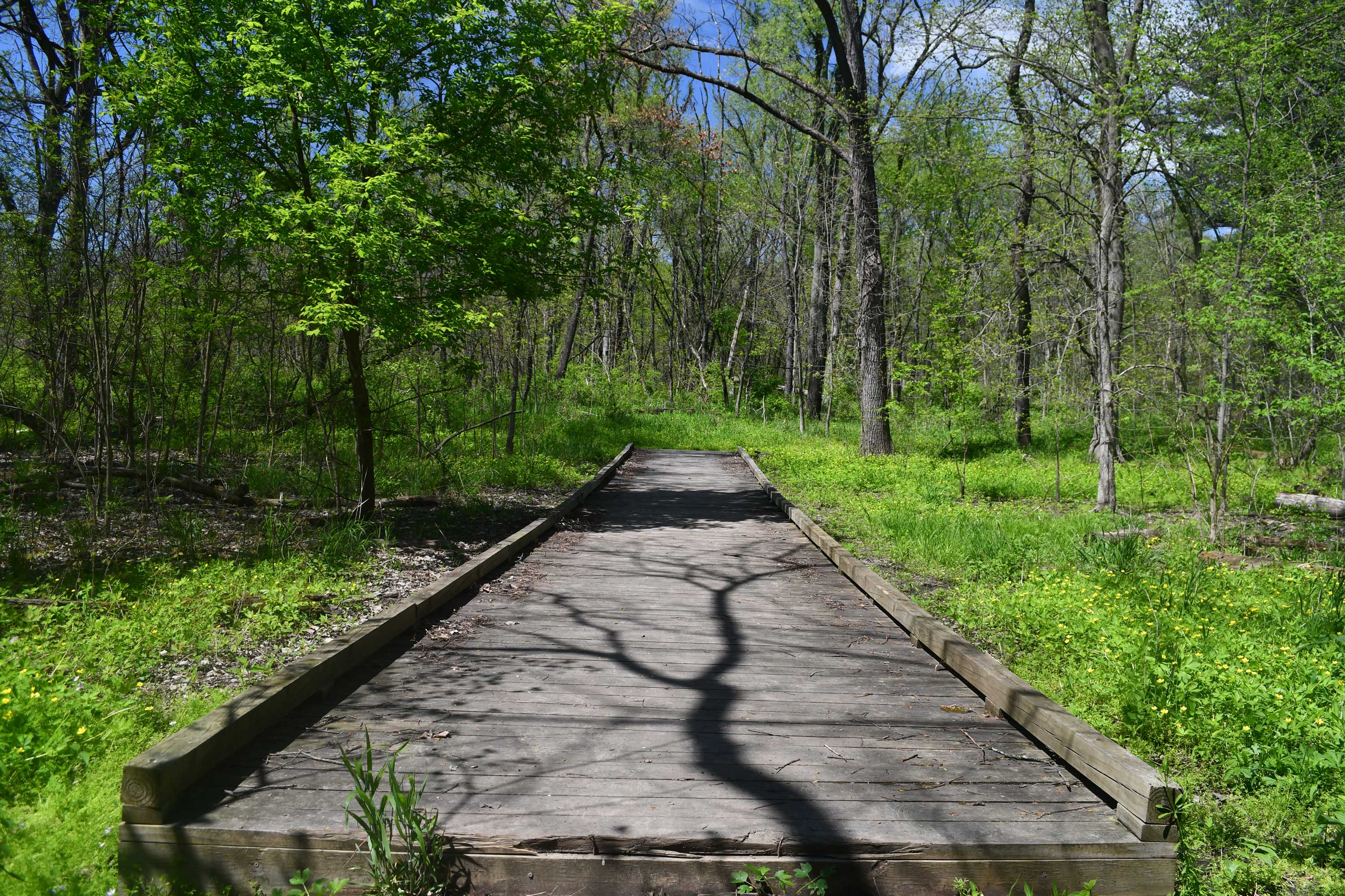 A wooden bridge in the middle of a forest.
