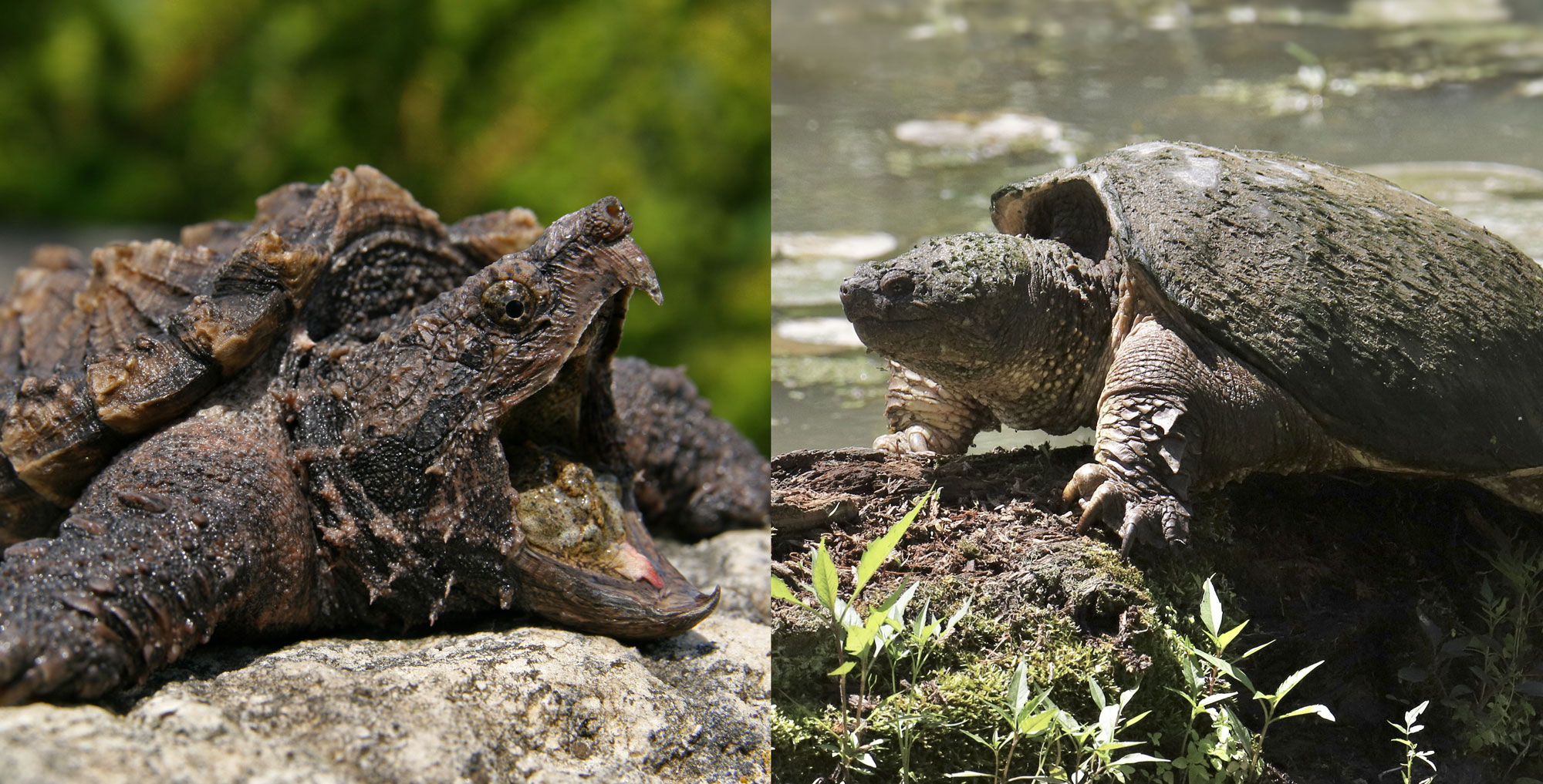 Common Snapping Turtle Vs Alligator Snapper