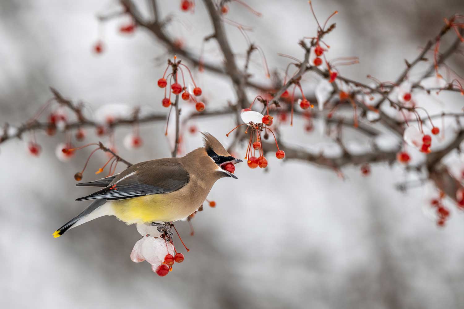 fruit for birds in winter