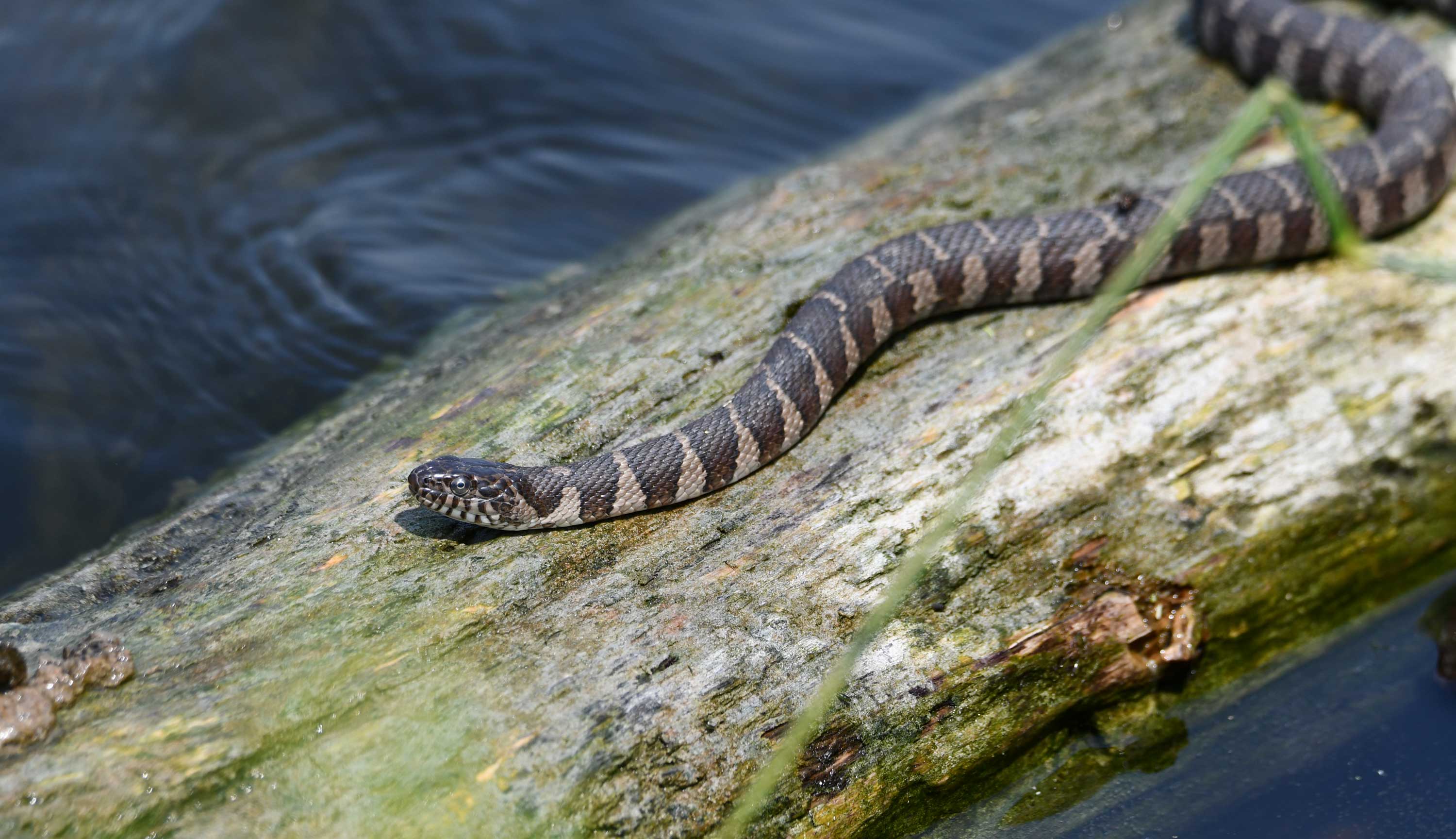 A northern water snake slithering on rock in water.