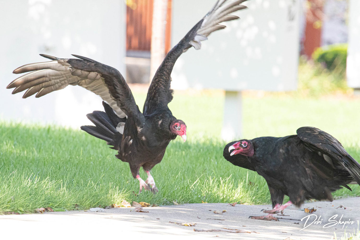A turkey vulture, with its dark body and red head, comes in for landing next to another on a path.