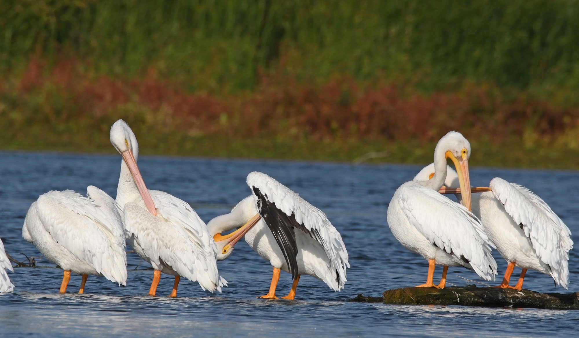 Five Fascinating Facts About Pelicans Forest Preserve District Of Will County
