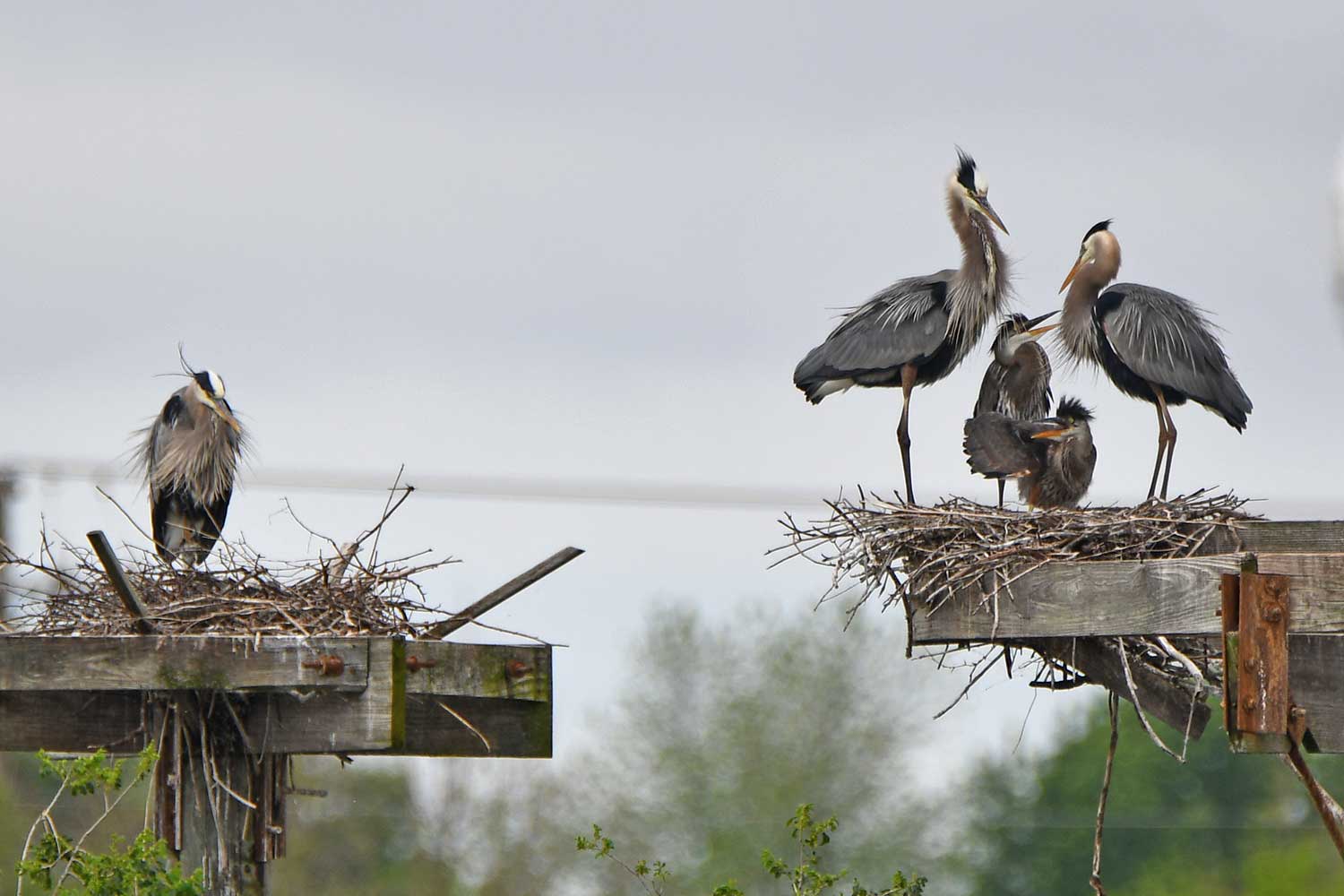 Five great blue herons perched on nesting platforms on a nesting island.