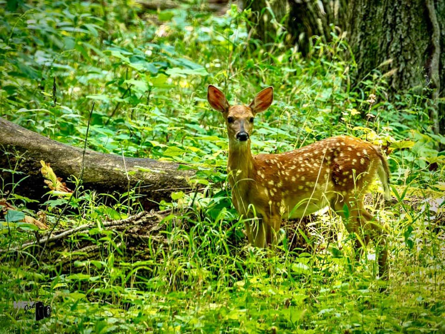 A white-tailed deer fawn standing in tall grasses next to a fawn.