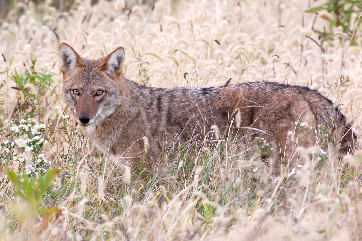 A coyote walking through long grass.