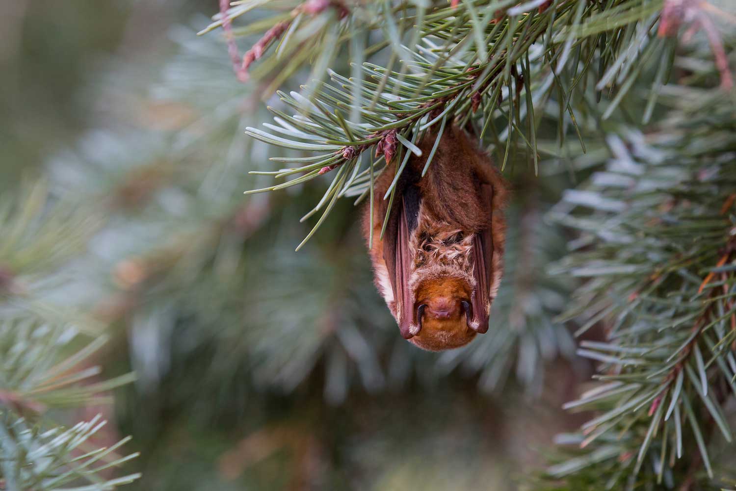 An eastern red bat hanging upside down from an evergreen branch.