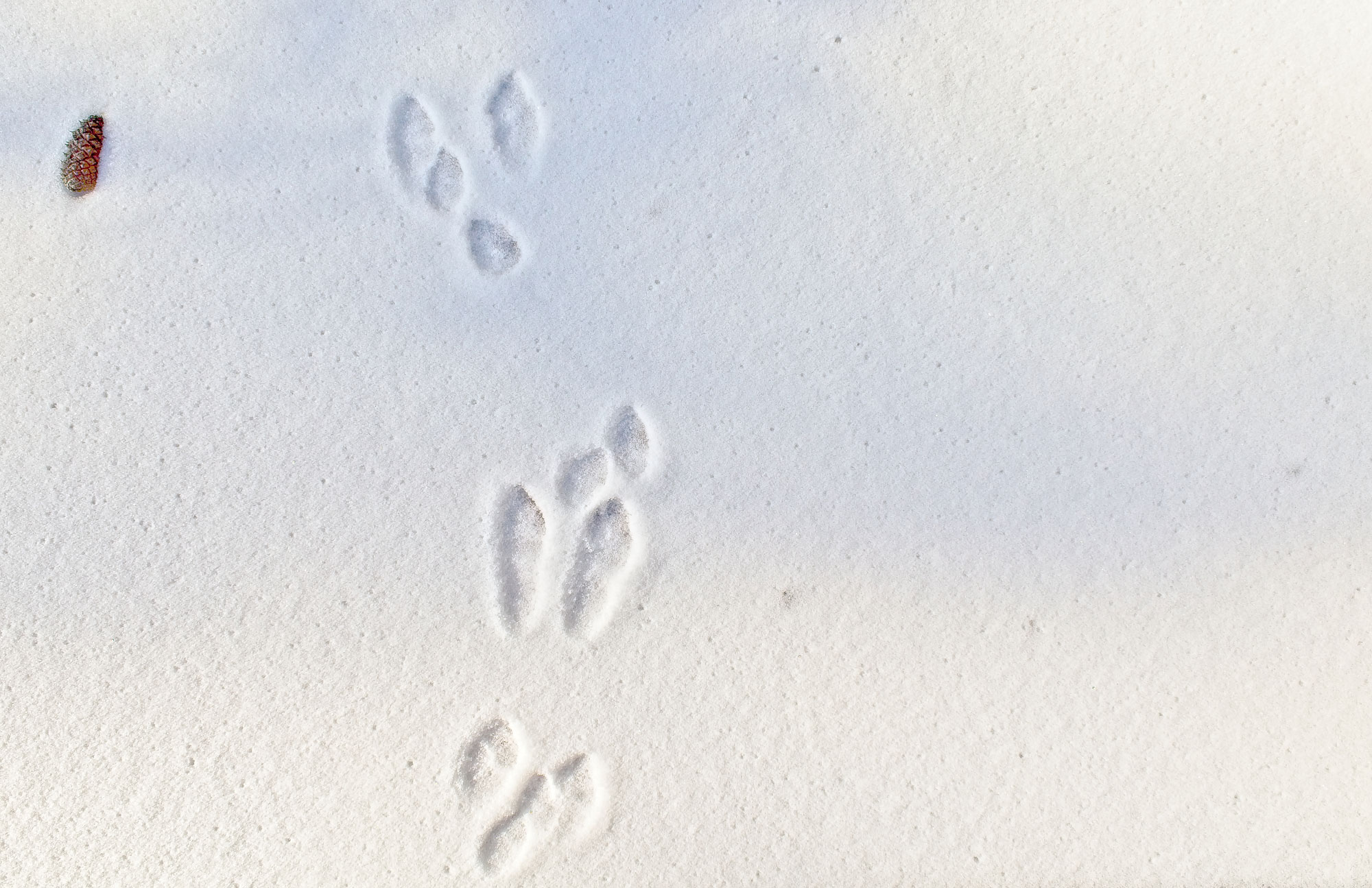 Rabbit tracks in snow.