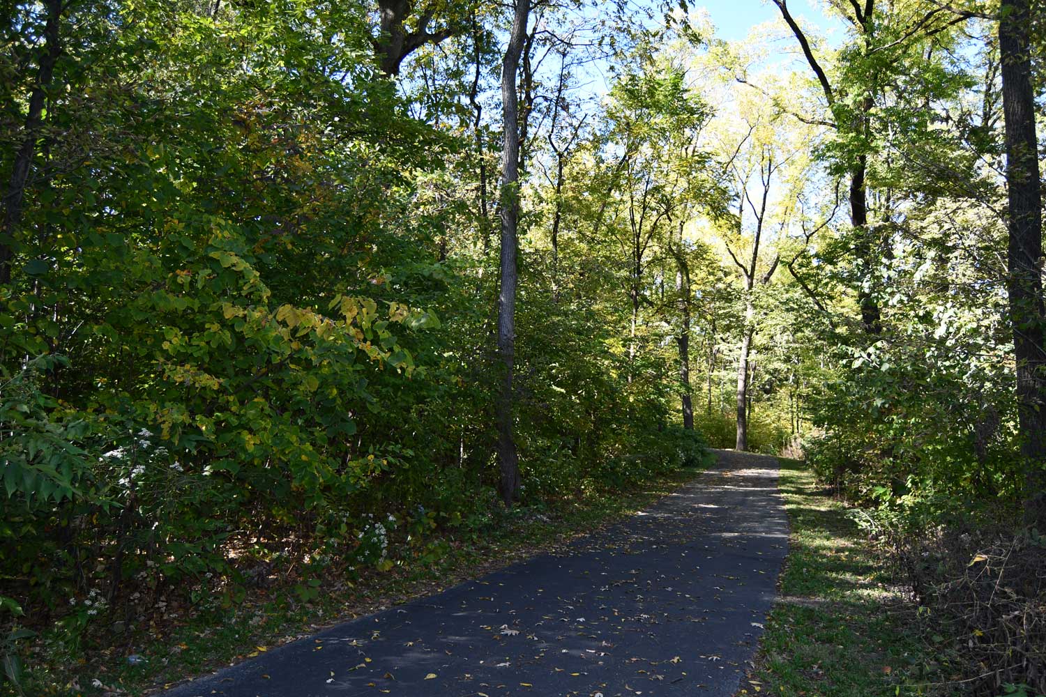 Paved trail lined with grasses and trees.