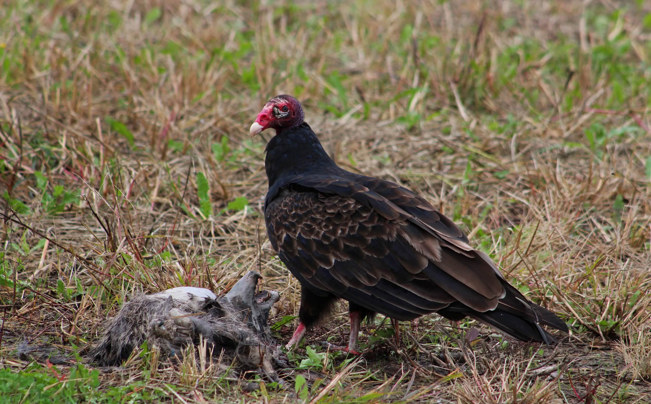 Turkey vulture eating carrion.