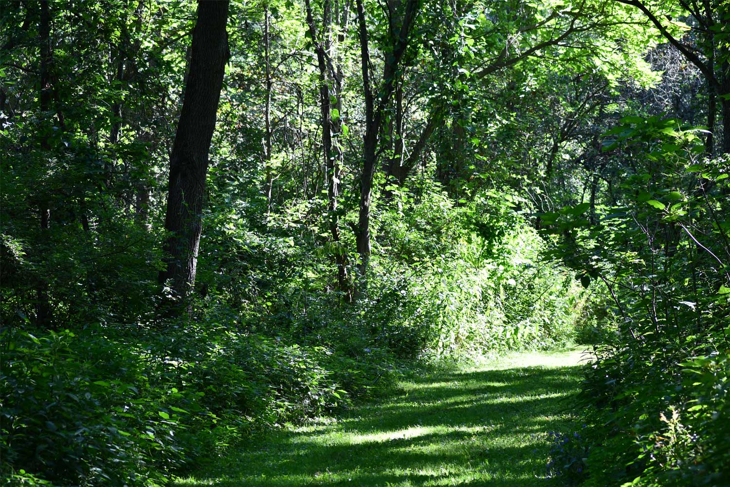 Grass trail lined by trees.