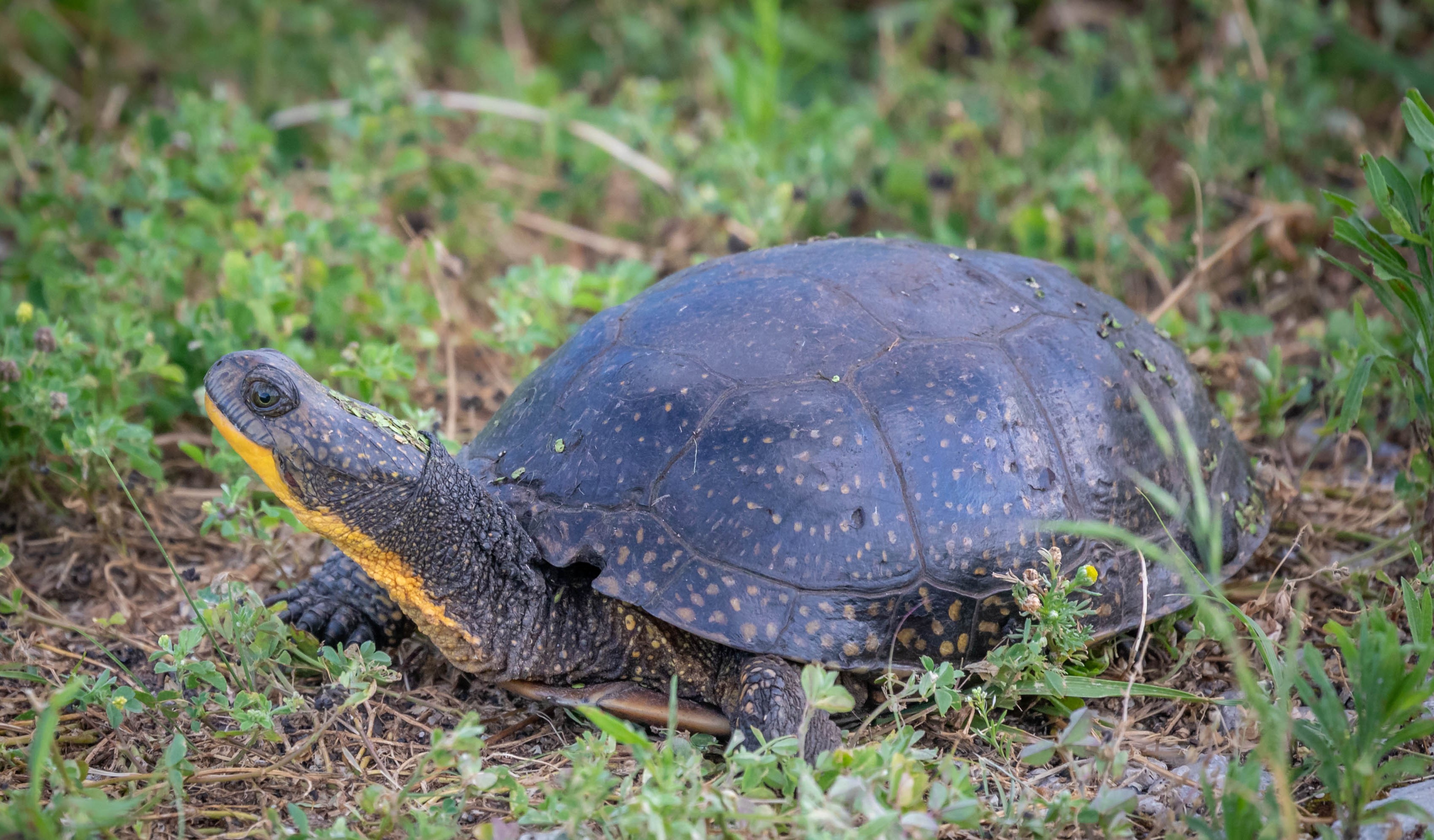 A Blanding's turtle in the grass.