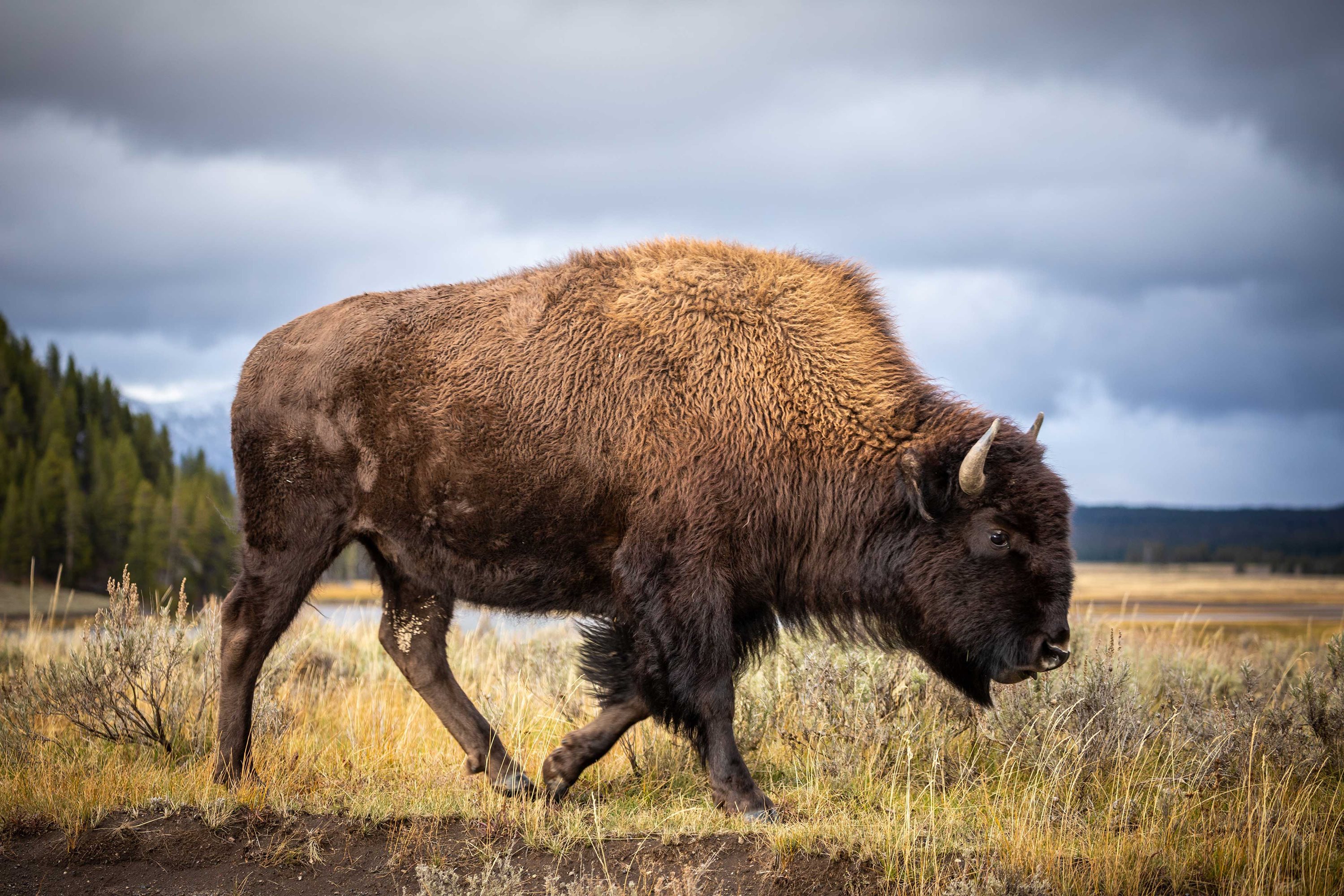 A bison walking through a field.