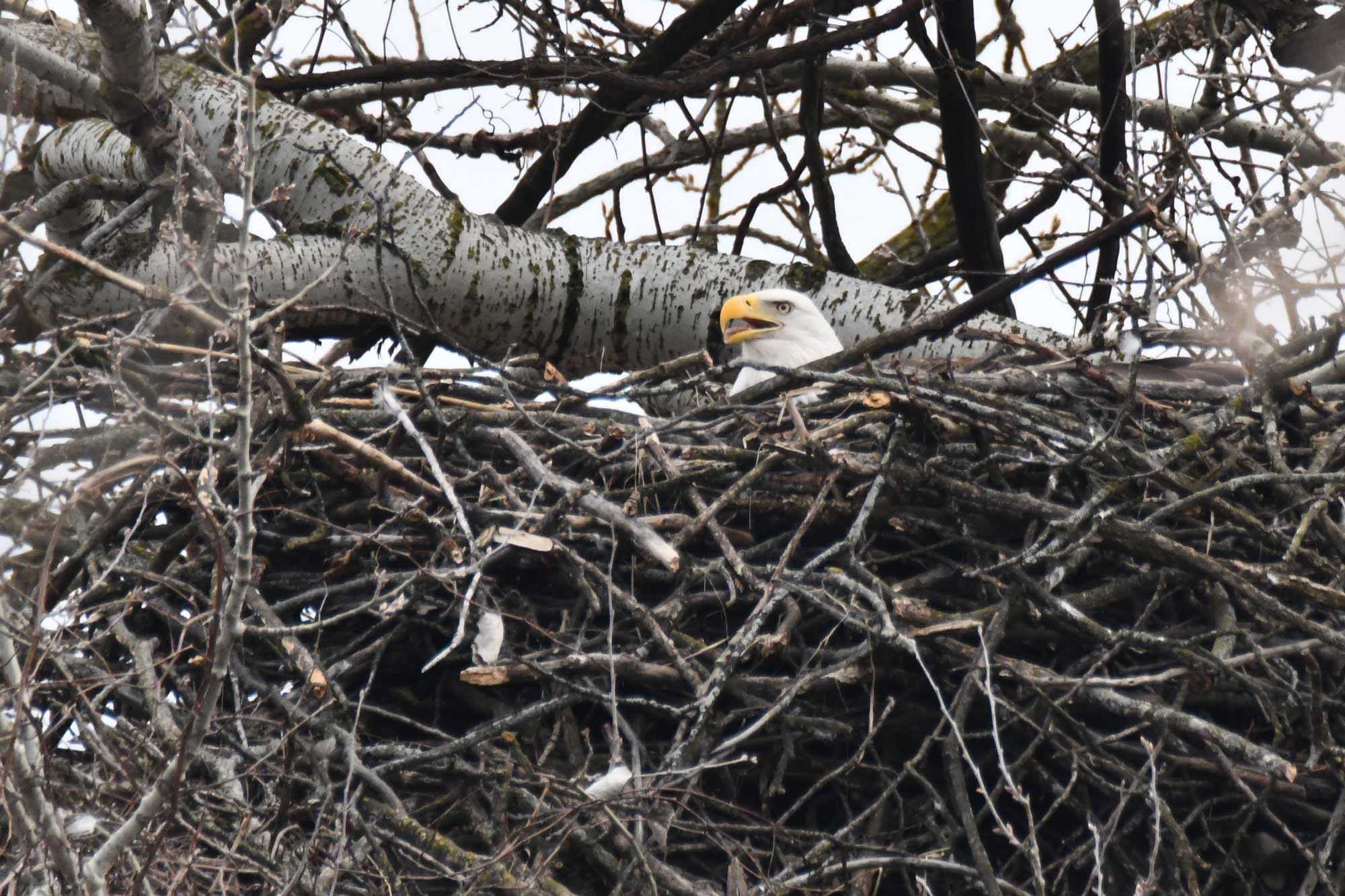 Bald eagle update: We now have four mated pairs incubating eggs