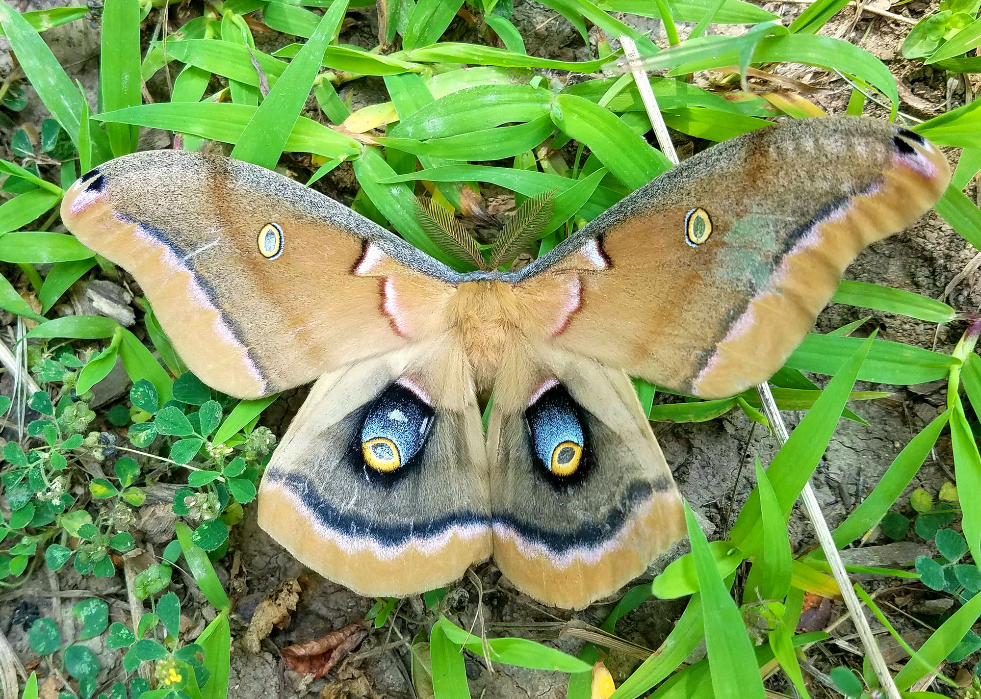 A Polyphemus moth on grass.