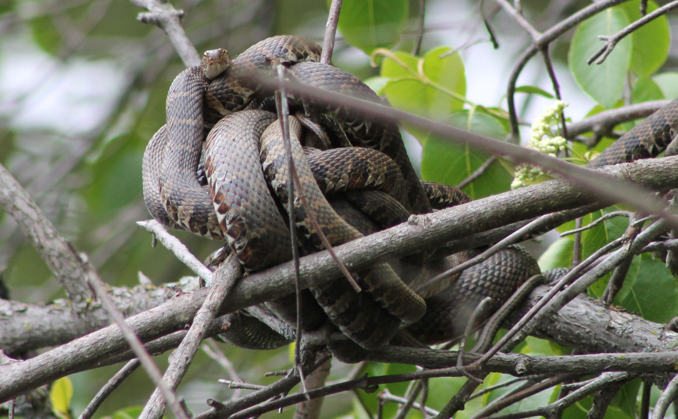 Garter snakes in a mating ball.