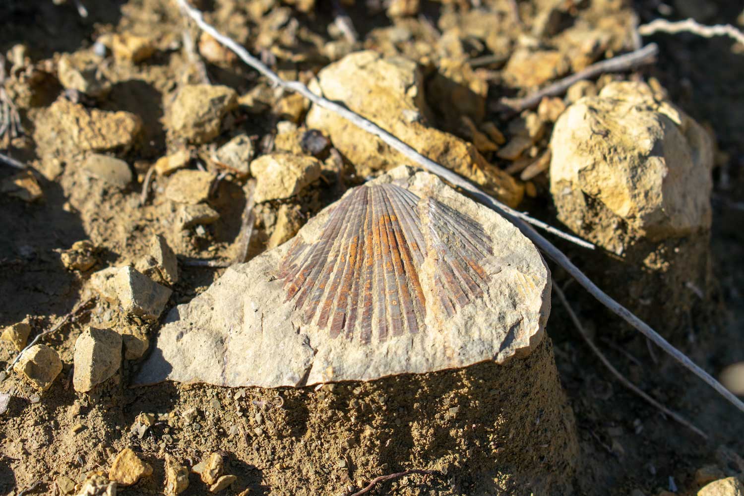 A fossil of a shell in a rock on the ground.