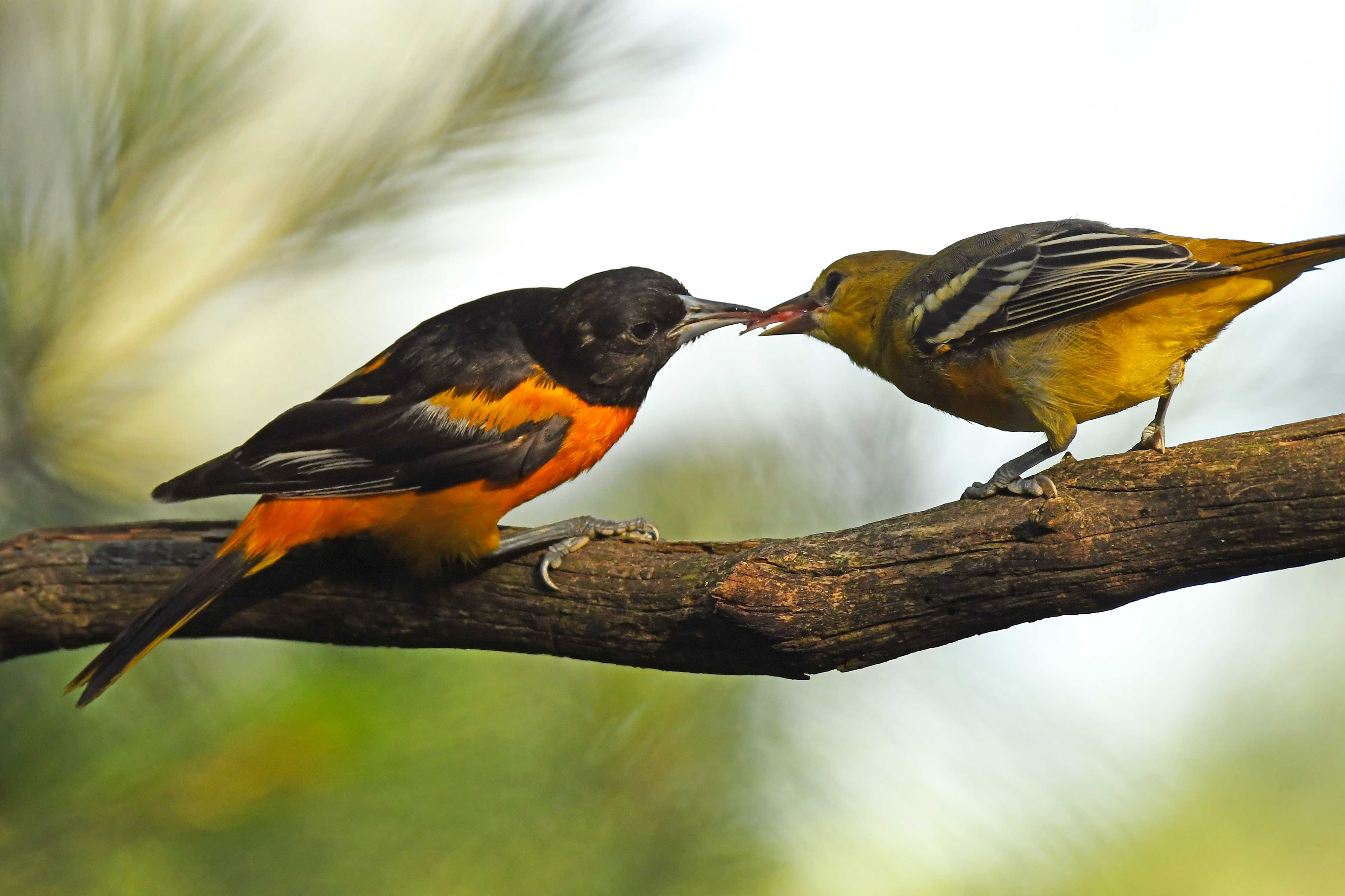 3 Types of Orioles Found in California! (2023) - Bird Watching HQ