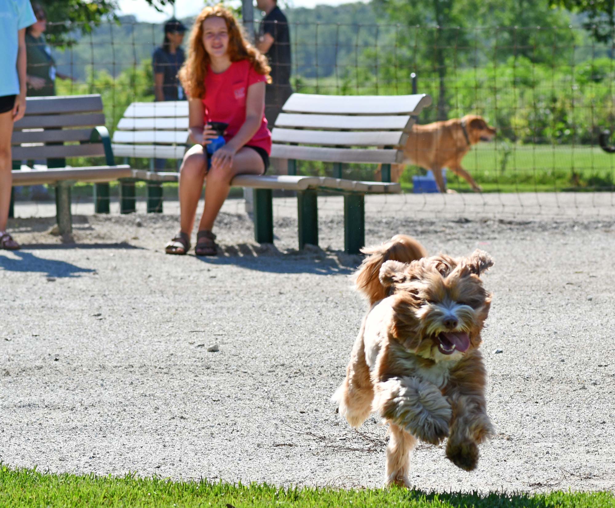 A dog runs in a park. 