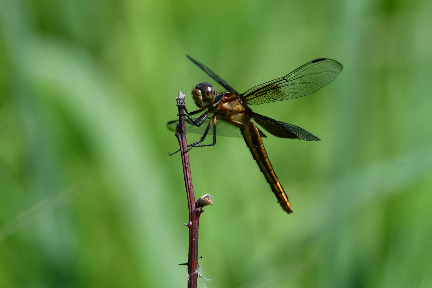 Widow skimmer landed on a small branch with grasses in the background.