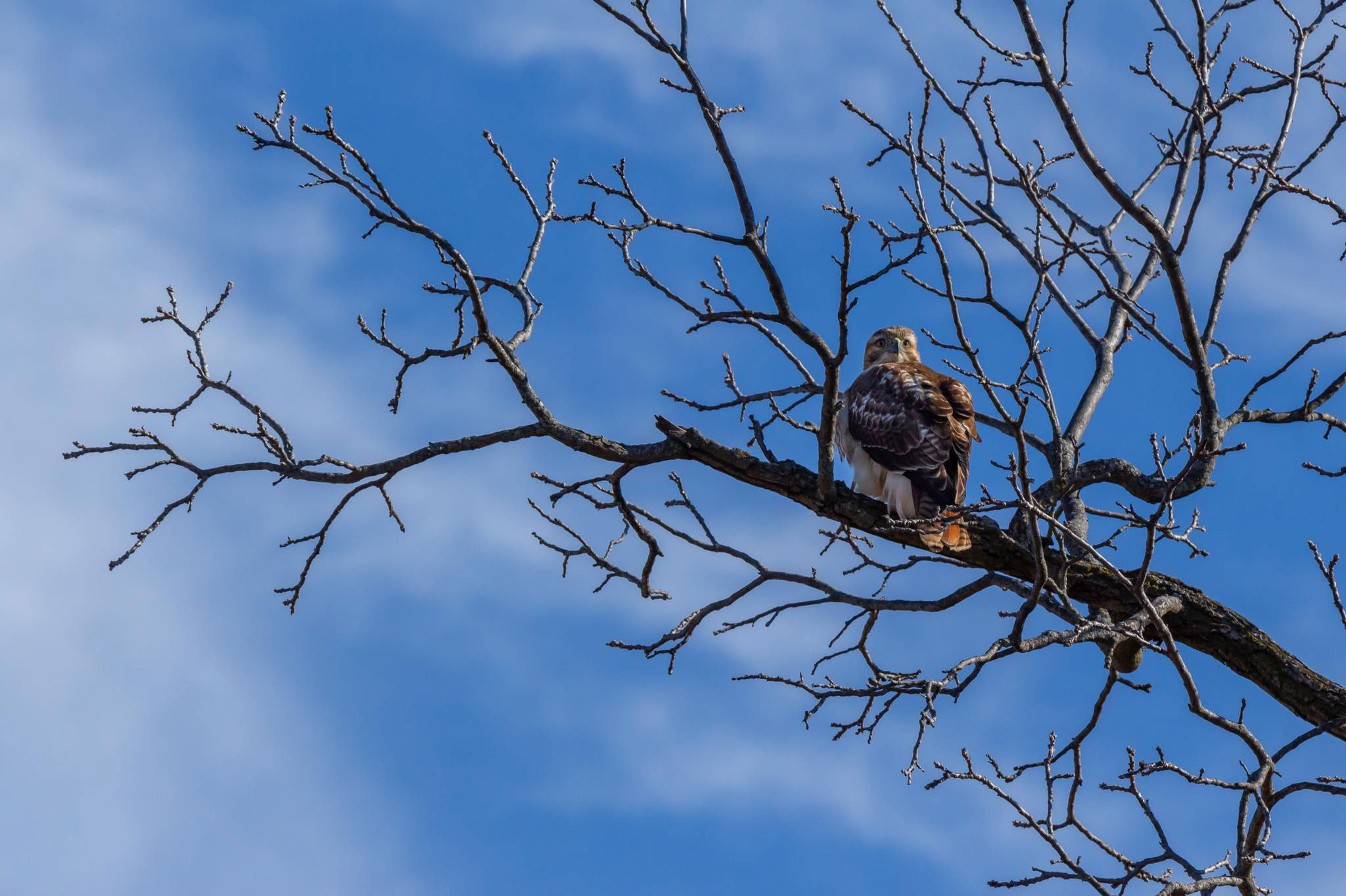 Red-tailed hawk perched high in a tree