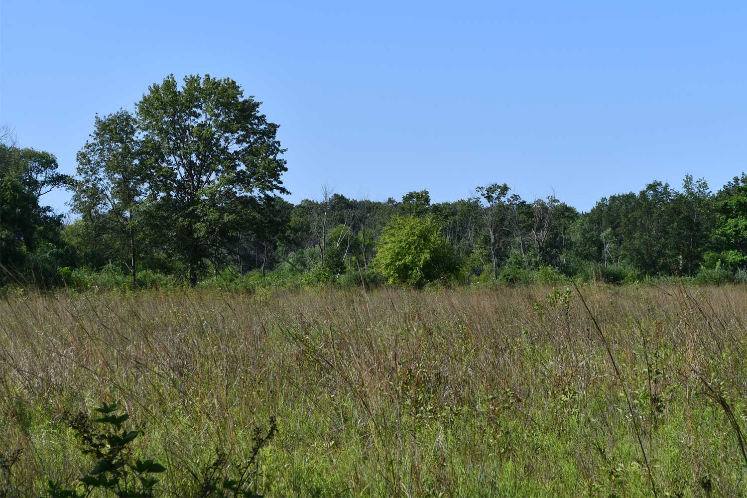 Field with trees in the background.