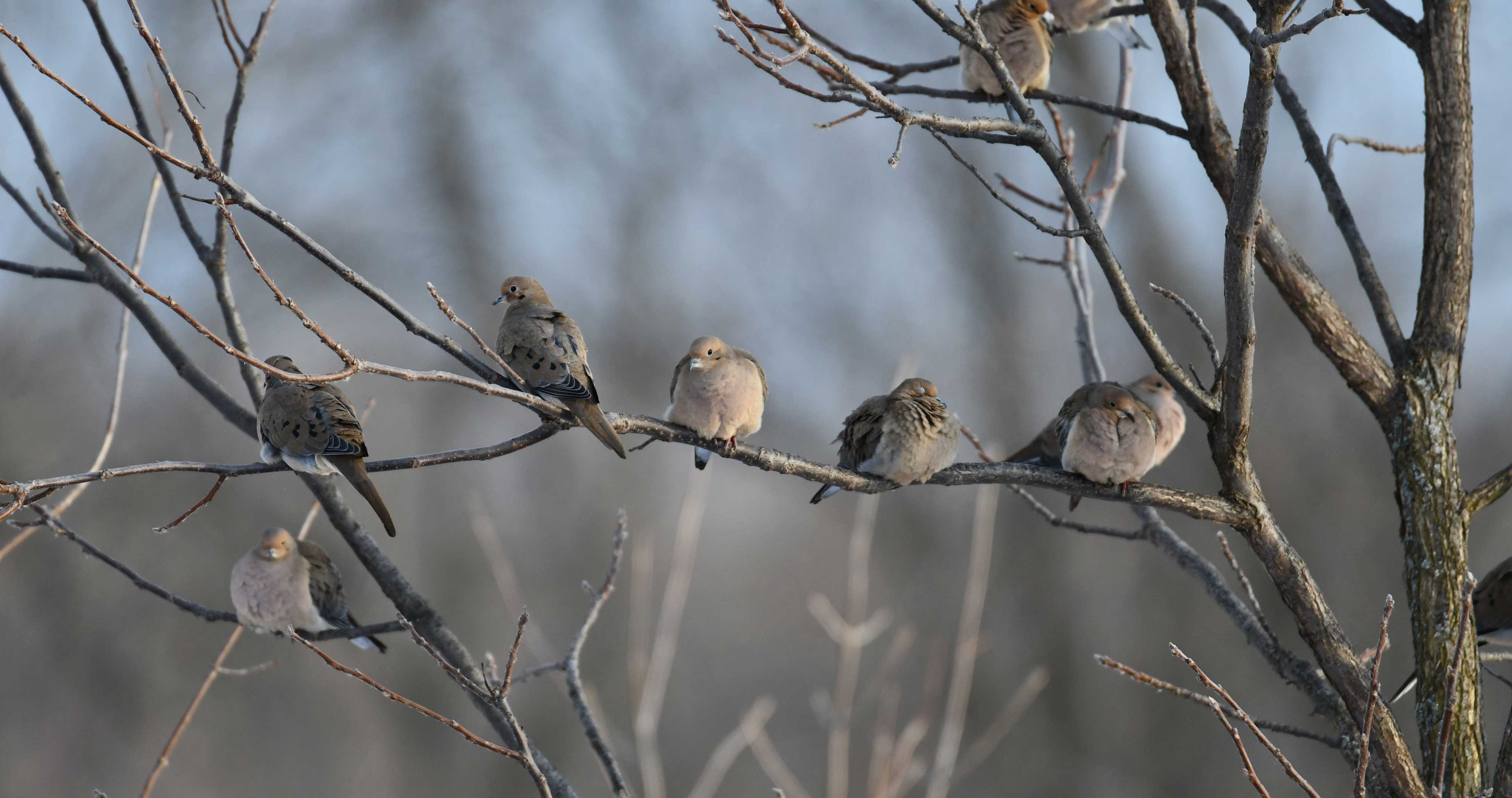 A group of six mourning doves perched on bare tree branches.