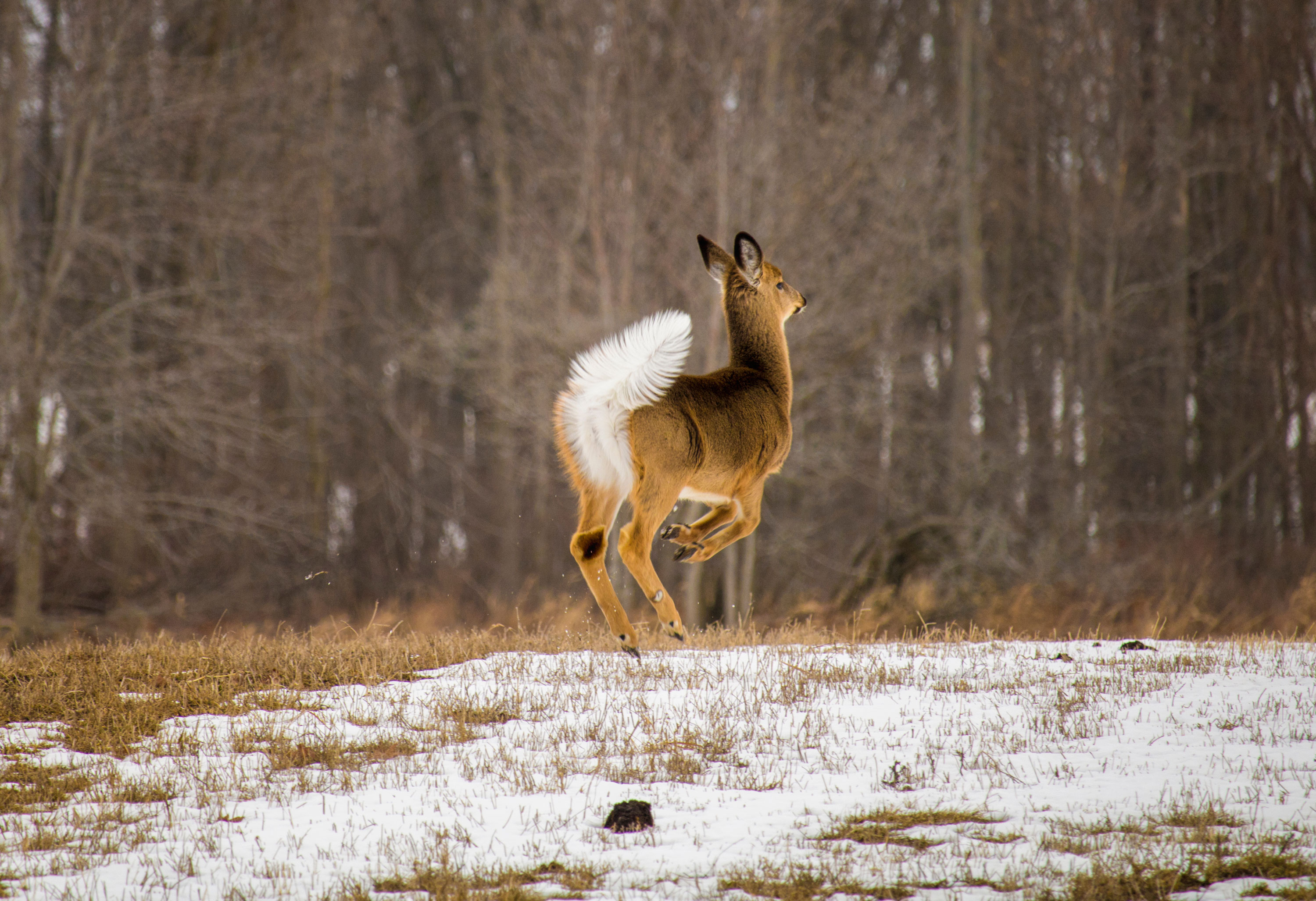 A deer jumping in a forest exposing its white tail.