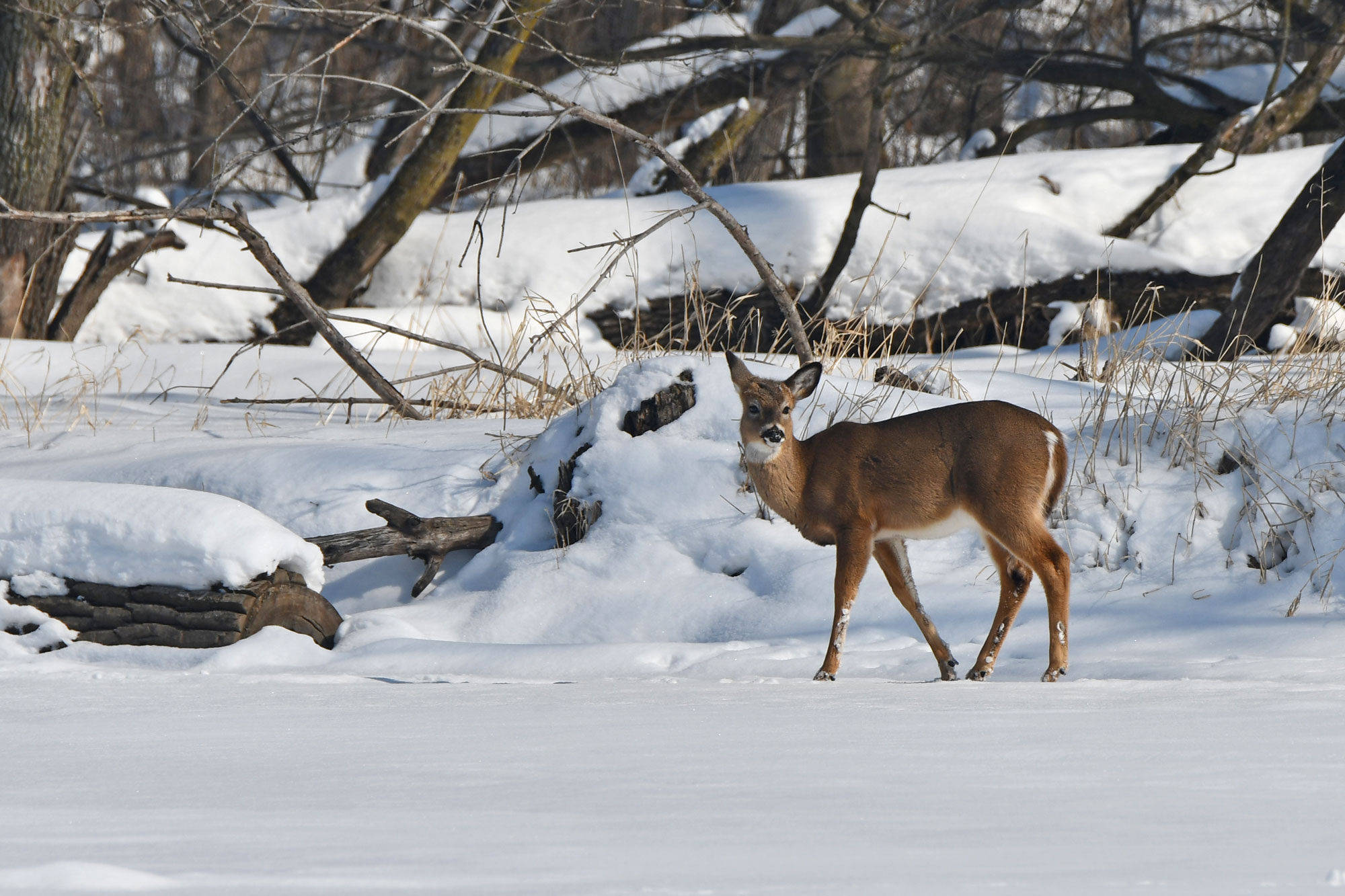 Nature curiosity: How do deer stay warm in winter? | Forest