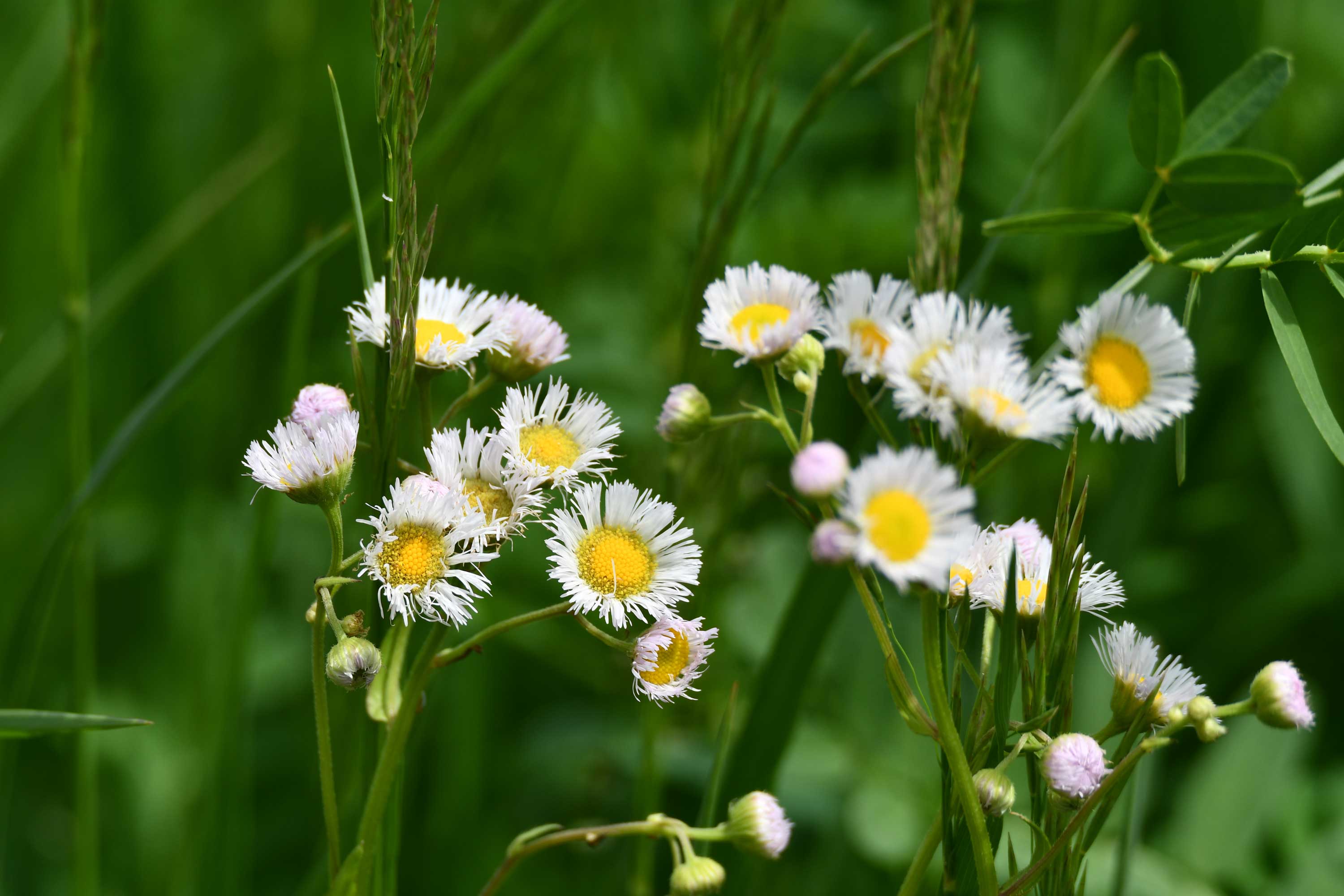 A close-up of Daisy fleabane.