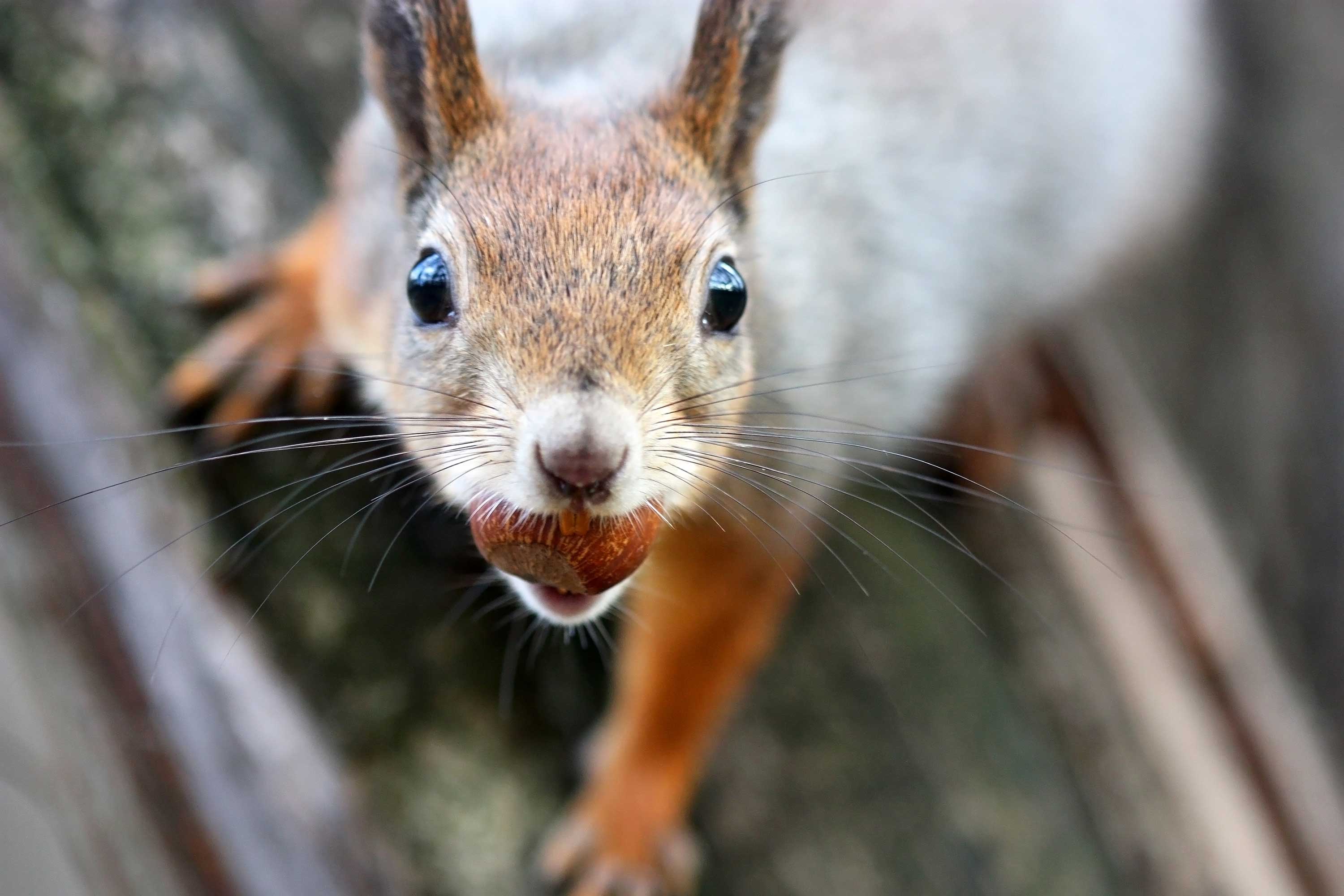 12 Nutty Facts About Squirrels - Forest Preserve District Of Will County