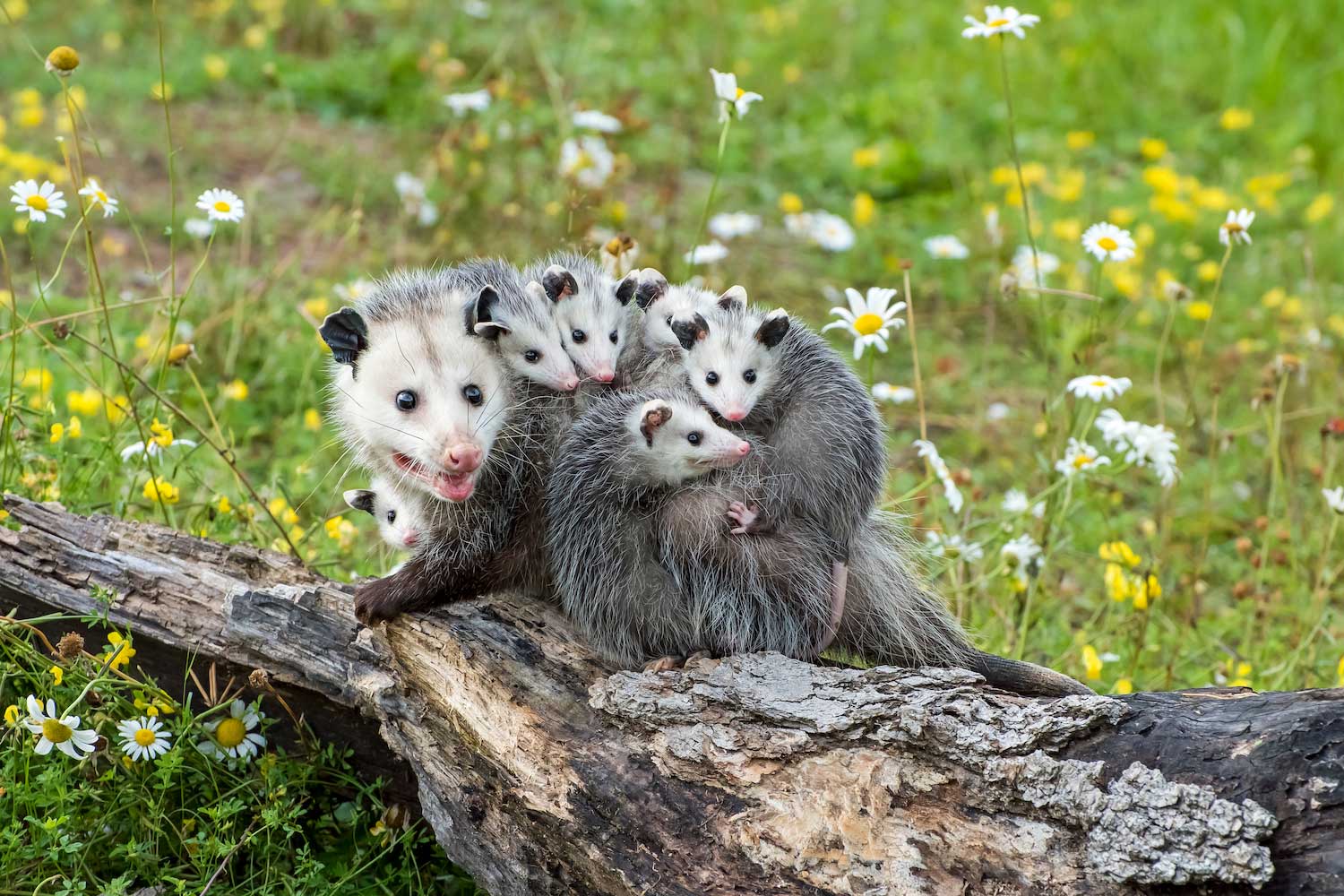 Creature feature: Opossums are nature's pest control | Forest Preserve ...