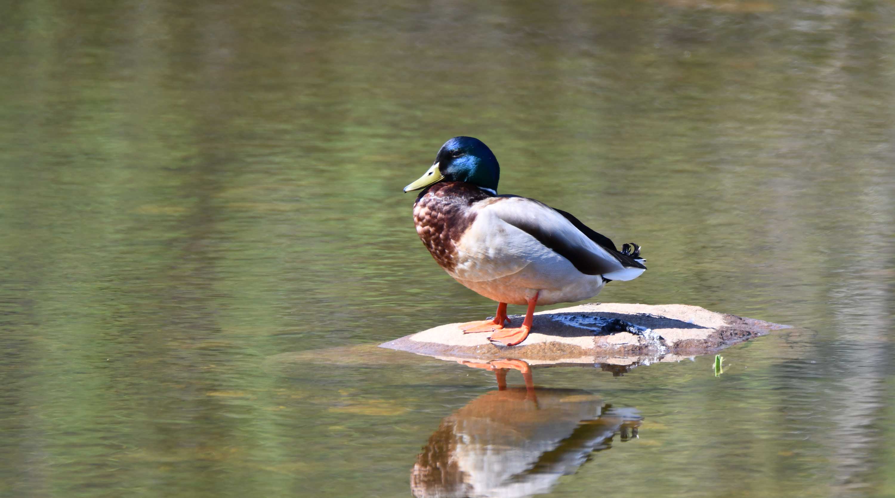 A male mallard standing on a rock in the water.
