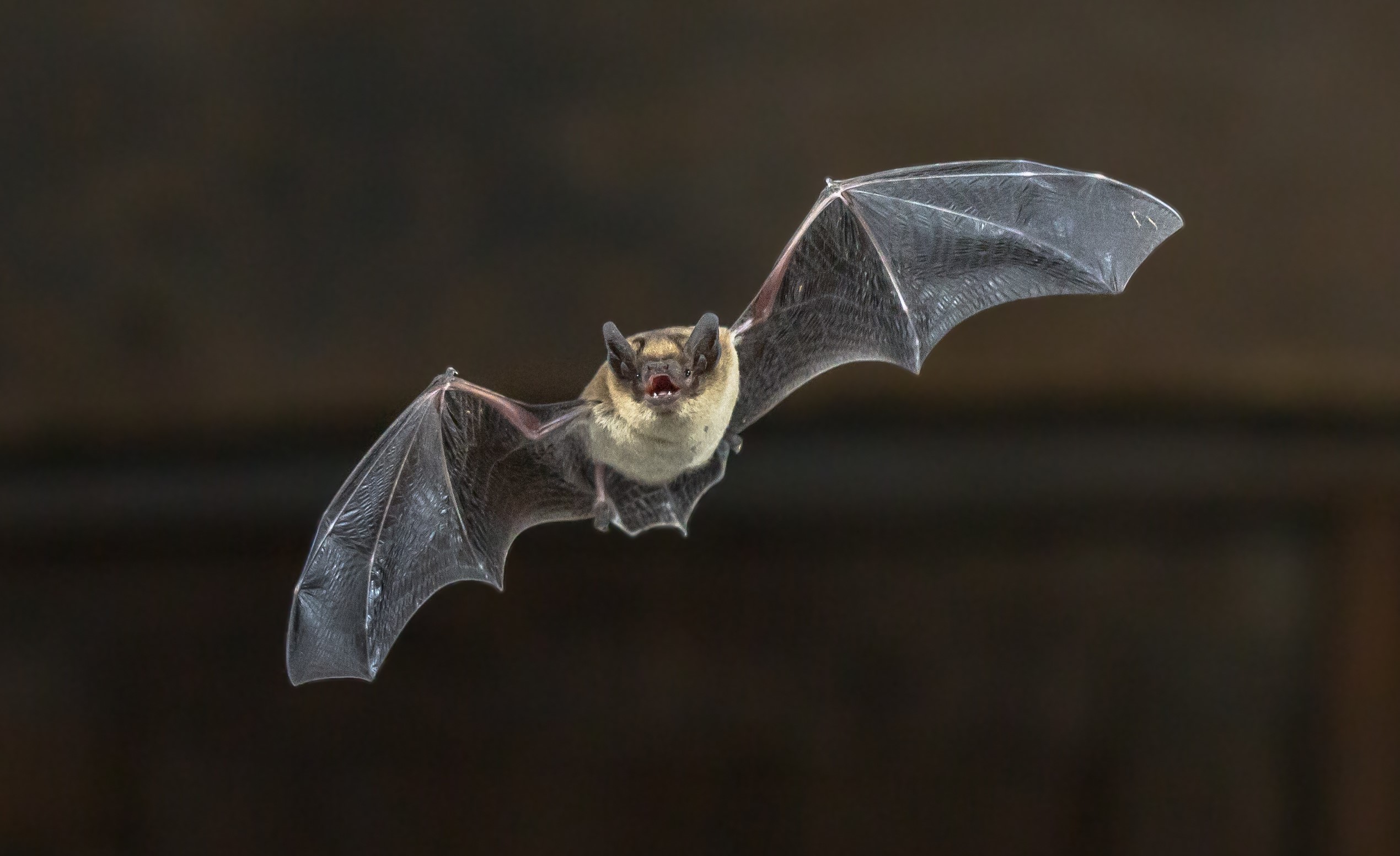 A bat in flight.