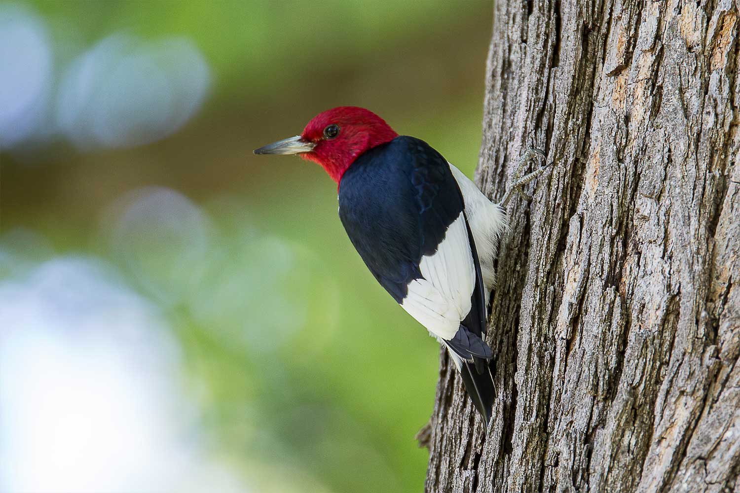 A red-headed woodpecker on a tree trunk with its head turned away.