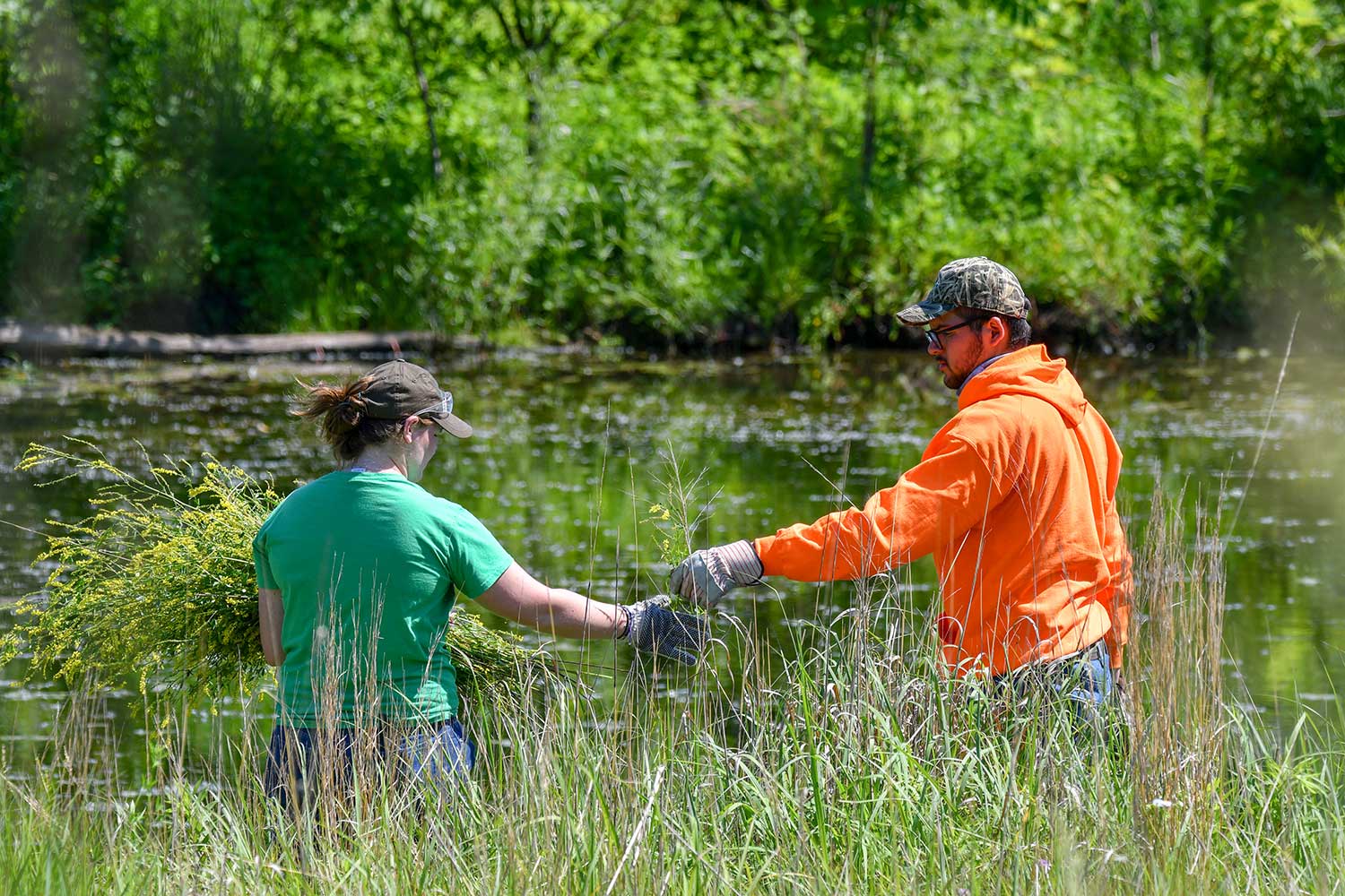 A person handing a just removed plant to a person carrying an armful of cut vegetation while standing in a grassy area near water.