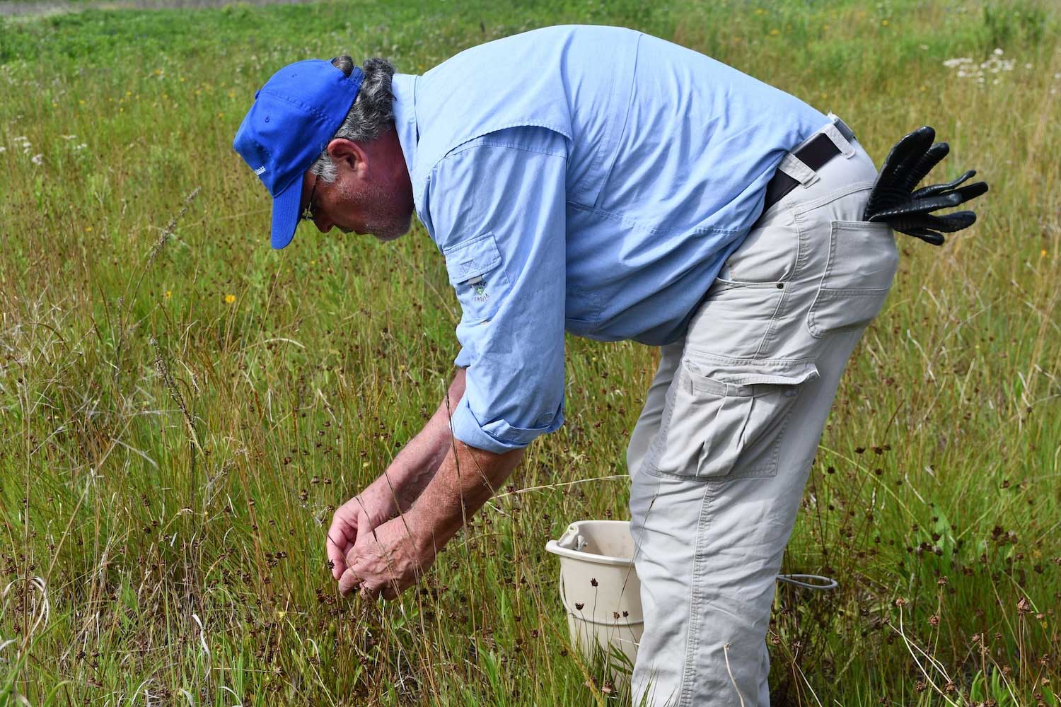 A person bent over collecting seeds from grassland plants.