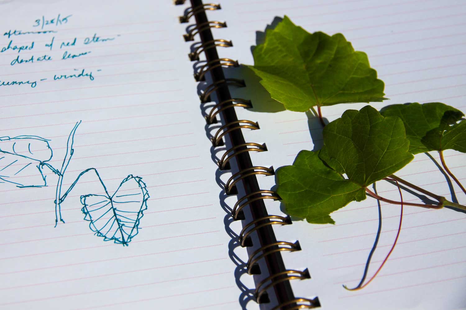 Green leaves laying on a notebook with notes jotted in it.