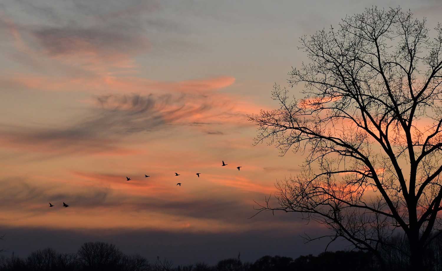 Nine geese in flight with the sky shades of orange and gray at sunset.