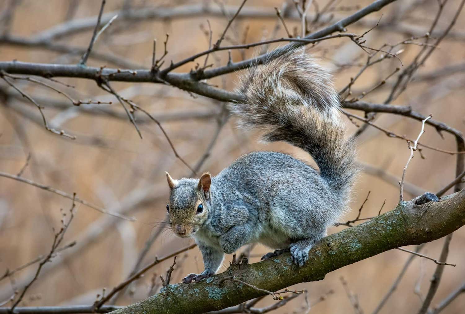 A gray squirrel on a bare tree branch.